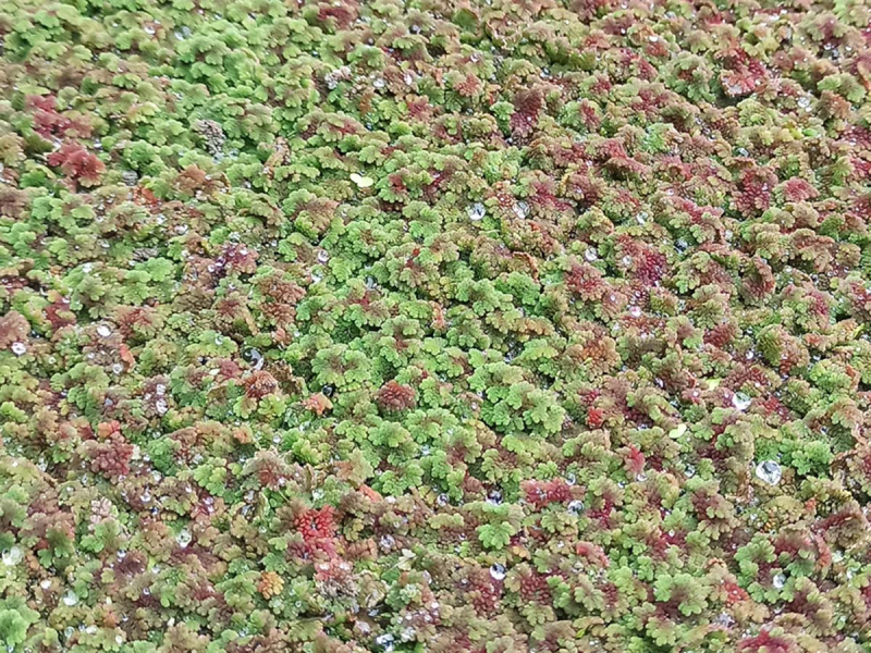 Feenmoos - Azolla mexicana